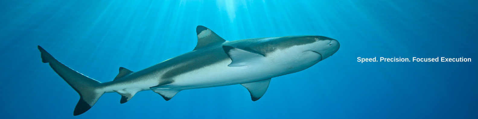 Blacktip shark swimming